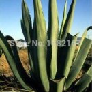 100PCS Agave tequilana SeedsItem NO.: SH10600C