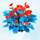 100PCS Anthurium Seeds - Dark Red FlowersItem NO.: SH10617C