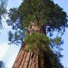 100PCS Sequoiadendron giganteum Seeds Giant Sequoia Giant RedwoodItem NO.: SH10618C 100PCS Sequoiadendron giganteum Seeds Giant Sequoia Giant RedwoodItem NO.: SH10618C