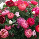 10PCS Rare Chinese Peony Seeds - 2 Colors AvailableItem NO.: SH10626C