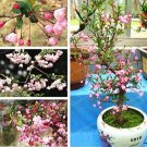 50PCS Malus Halliana Seeds - Pink Bonsai FlowersItem NO.: SH10637C