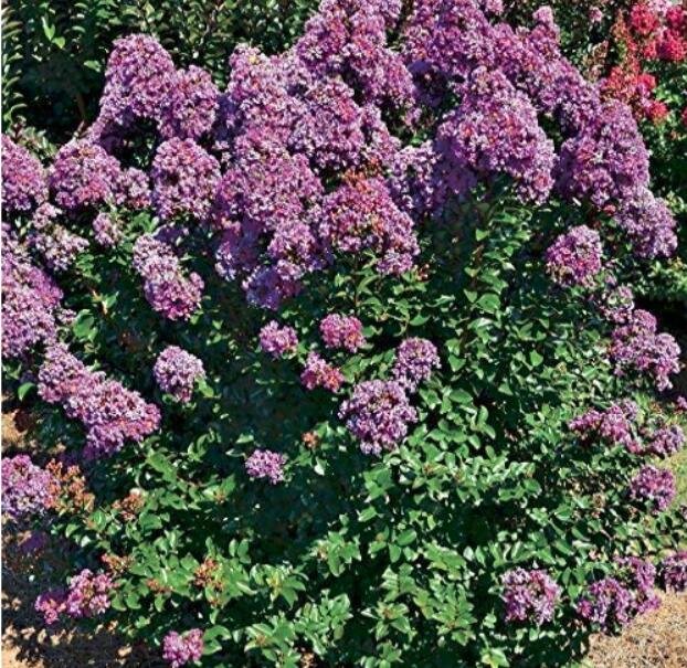 100PCS Crapemyrtle Lagerstroemia Indica Tree Flower SeedsItem NO.: SH10654C