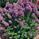 100PCS Crapemyrtle Lagerstroemia Indica Tree Flower SeedsItem NO.: SH10654C