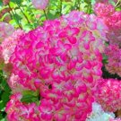 20PCS 'Vanilla Strawberry' Hydrangea Flower SeedsItem NO.: SH10663C