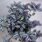 100PCS Sacred Japanese Zebrina pendula Schnizl SeedsItem NO.: SH10705C