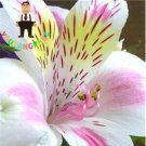 100PCS Rare Peruvian Lily Alstroemeria Seeds - White Light Pink Yellow with Coffee Stripes FlowersIt