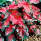 100PCS Rainbow Coleus SeedsItem NO.: SH10712C