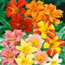 100PCS Hemerocallis Bonsai Seeds - Mixed FlowersItem NO.: SH10714C