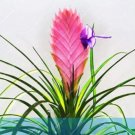 50PCS Air Plant Tillandsia Tillandsia Ionantha Soilless Seeds - Pink FlowersItem NO.: SH10716C