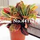 100PCS Codiaeum variegatum Seeds - Rose Red Yellow Green ColorsItem NO.: SH10719C
