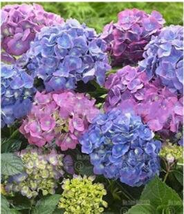 20PCS Champagne Hydrangea Seeds - Light Purple and Light Blue FlowersItem NO.: SH10727C