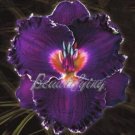 150PCS Hybrid Daylily Flower Seeds - Dark Purple Double FlowersItem NO.: SH10736C