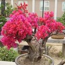 50PCS Bougainvillea Seeds - Red FlowersItem NO.: SH10757C