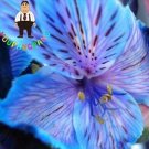 100PCS Peruvian Lily Alstroemeria Seeds - Purple Blue Tiger Stripes FlowersItem NO.: SH10761C