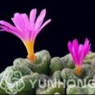 100PCS Conophytum vanzylii Livingstones SeedsItem NO.: SH10763C