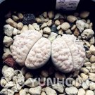 100PCS Ball Conophytum vanzylii Lithop Seeds - Greyish White SucculentItem NO.: SH10766C
