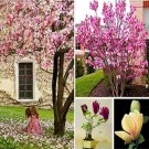 100PCS Magnolia Garden Plants Seeds - Mixed Pink Purple Dark Purple Orange ColorsItem NO.: SH10774C 100PCS Magnolia Garden Plants Seeds - Mixed Pink Purple Dark Purple Orange ColorsItem NO.: SH10774C
