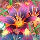2PCS Amaryllis Bulbs Black Red Golden Trible ColorItem NO.: SH10776C