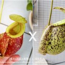 5PCS Sarracenia Viking x Hookeriana x Hookerianna Spotted Hybird SeedsItem NO.: SH10778C