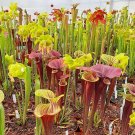 10PCS Mixed Sarracenia purpurea Seeds Picher Plant Garden Interesting PlantsItem NO.: SH10785C