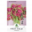 2000pcs Red Amaranth Seeds, Chinese Spinach Seeds Amaranth, USA  Grow, FreshItem NO.: SH10804C