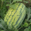 25pcs Watermelon Seeds | Organic Fruit WatermelonWatermelon Seeds | Giant Sweet Green Striped Red Fr