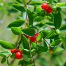 10pcs Wikstroemia indica (L.) C.A. MeyItem NO.: SH10874C