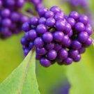 50pcs Callicarpa bodinieri LevlItem NO.: SH10876C