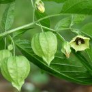 50pcs Physalis alkekengi L garden plant seedsItem NO.: SH10878C
