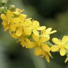 10pcs  Agrimonia pilosa Ledeb ( agrimony seeds )Item NO.: SH10880C