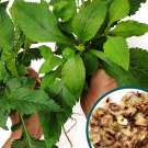 20pcs Ixeris denticulata Mountain bitter Mai vegetables seedsItem NO.: SH10881C