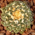10pcs ARIOCARPUS kotschoubeyanus v.albiflorus Rare cactus seedsItem NO.: SH10884C