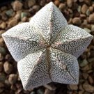 10pcs Seeds Astrophytum myriostigma cv.onzuka Prickly Pearceae PlanetsItem NO.: SH10886C