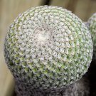 5pcs Cactus seeds Mammillaria solisioidesItem NO.: SH10889C