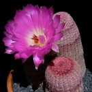 10pcs Echinocereus rigidissimus v rubispinus SeedsItem NO.: SH10892C