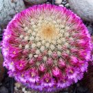 10pcs MAMMILLARIA pilcayensis samen rare cactus seedsItem NO.: SH10894C