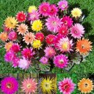 10pcs Trichocereus Hybriden Mix Fresh Seeds rare cactusItem NO.: SH10897C