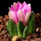 10pcs Ariocarpus bravoanus Fresh Seeds rare cactusItem NO.: SH10899C