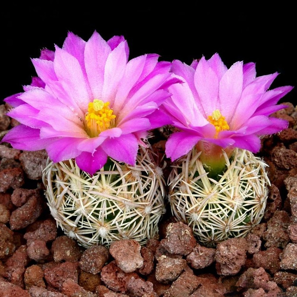 10pcs Escobaria nellieae Seeds Rare Cactus Succulent PlantsItem NO.: SH10919C
