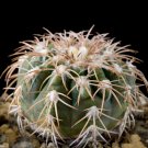 10pcs Seeds Gymnocalycium spegazzinii ssp.Punillaense Rare Cactus Succulent PlantsItem NO.: SH10923C