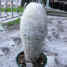 10pcs Seeds ESPOSTOA melanostele Rare Cactus Succulent PlantsItem NO.: SH10925C