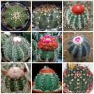 10pcs Melocactus Seeds Mix Rare Cactus Succulent PlantsItem NO.: SH10928C