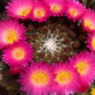 10pcs Notocactus herteri Seeds Rare Cactus Succulent PlantsItem NO.: SH10929C