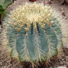 10pcs Ferocactus glaucescens Seeds Rare Cactus Succulent PlantsItem NO.: SH10932C