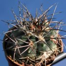 10pcs Gymnocalycium nidulans Seeds Rare Cactus Succulent PlantsItem NO.: SH10937C