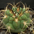 10pcs Gymnocalycium pflanzii Seeds Rare Cactus Succulent PlantsItem NO.: SH10938C