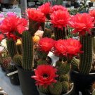 10pcs Trichocereus huasha v grandiflora Seeds Rare Cactus Succulent PlantsItem NO.: SH10941C