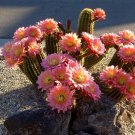 10pcs Seeds Trichocereus huasha Rare Cactus Succulent Plants Pink FlowersItem NO.: SH10942C