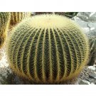 10pcs Seeds Echinocactus grusonii Rare Cactus Succulent PlantsItem NO.: SH10943C