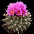 10pcs Turbinicarpus alonsoi Seeds Rare Cactus PlantsItem NO.: SH10955C
